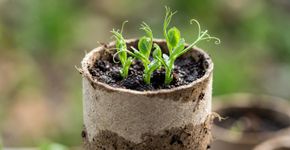 Tubos de papelão podem ajudar a começar uma pequena horta: como usá-los para semear ervilhas e preparar as mudas antes de levá-las ao canteiro