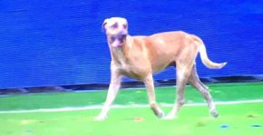 Cão invade campo e Brasil faz seu 1º gol em jogo contra Colômbia