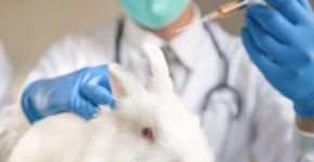 Europa pede fim de testes de cosméticos em animais no mundo