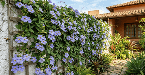 A planta trepadeira perfeita para o seu muro, muito vigorosa e com flores coloridas que atraem polinizadores