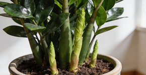 Apenas 5 gotas de água e a sua Zamioculcas cresce como louca: os caules brotam um após o outro