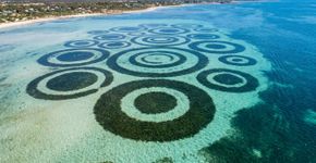 Eles são chamados de “donuts” e parecem círculos de fadas debaixo d’água, mas a ciência está confusa porque ninguém ainda sabe qual mecanismo desenha esses anéis gigantes perfeitos no fundo do mar ao largo da costa da Escócia