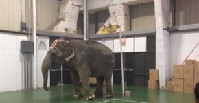 Elefantes e jacarés são eletrocutados e torturados em circo