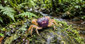 Guarda-florestal encontra um pequeno caranguejo roxo durante patrulha na Índia, pesquisadores analisam o animal e confirmam uma espécie nunca descrita pela ciência