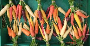 Vegetal barato ajuda a reduzir a gordura nas artérias
