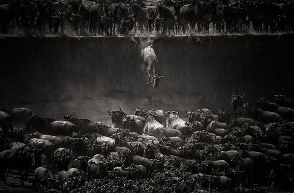 Parque Nacional de Serengeti - Imagem: Nicole Cambré