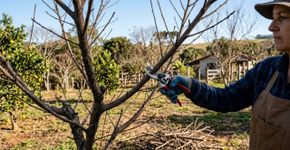 5 frutíferas para podar em agosto e melhorar a próxima colheita