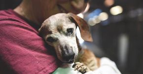 Após ser abandonada aos 18, cadela cega ganha um novo lar