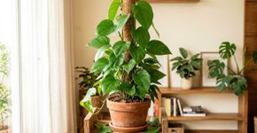 O que é necessário para ter uma jiboia gigante com folhas sempre verdes?
