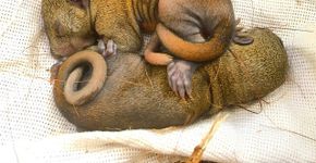 Bebês esquilos reencontram mãe graças à bondade humana