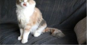 Após ser ignorada por todos, gata é adotada por menina de 7 anos