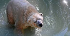 Após anos de exploração em zoo, morre urso polar Arturo