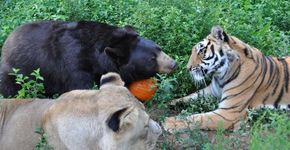 A cativante história de amizade de um urso, um leão e um tigre