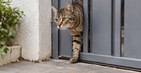 Por que o gato consegue atravessar espaços tão pequenos mesmo parecendo grande demais para passar?
