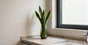 Tem umidade na sua casa? Essa planta absorve tudo e ainda evita mofo em poucos dias
