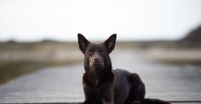 Kelpie australiano: conheça as características dessa raça de cachorro