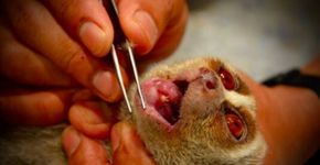 Primata tem os dentes arrancados para parecer ‘mais fofo’ em foto
