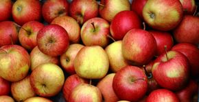 9 alimentos que ajudam a proteger o seu fígado no Carnaval