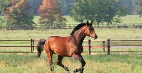 7 curiosidades interessantes sobre os cavalos