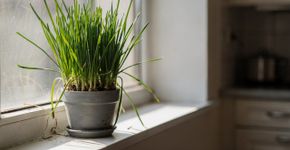 Como plantar cebolinhas em casa e apreciá-las o ano todo