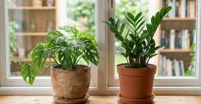 Vaso de barro vs vaso de plástico: confira por que suas plantas morrem afogadas em um enquanto respiram e crescem muito mais no outro