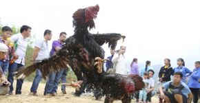 Cidade chinesa explora brigas de galo como atração turística