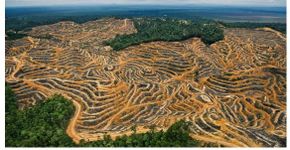 Greenpeace reforça pedido contra desmatamento da Amazônia
