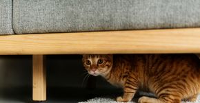 Foto: (Rawpixel/istock)