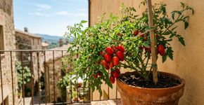 Qual o melhor recipiente para plantar tomate em casa? Fazer essa escolha corretamente determinará o sucesso ou o fracasso da colheita