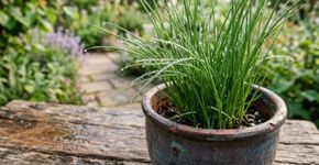 Nas hortas das nossas avós os pés de cebolinha duravam anos porque o macete não é o esterco curtido, mas o fato de que eles nunca são plantados junto com alhos-porós que ocupam a mesma faixa do canteiro