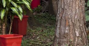 Cantora Fortuna na Fundação Ema Klabin