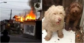 Protetora morre ao tentar salvar animais de incêndio em São Paulo