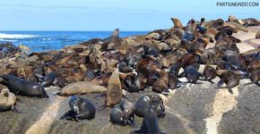 Conheça a Ilha das focas na Cidade do Cabo, na África do Sul