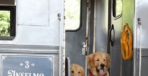 Cães e gatos ganham vagão de luxo em trem turístico de São Paulo