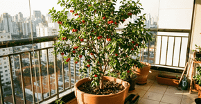 A fruta deliciosa que  alegrou a sua infância agora é cultivada em pequenos vasos para dar frutos para toda sua família