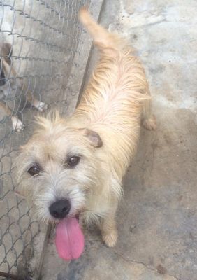 Castro é um menino muito dócil e amoroso. É de porte médio e se dá muito bem com outros animais. Se daria bem em casas com crianças.