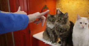 Mulher ensina língua de sinais aos seus gatos