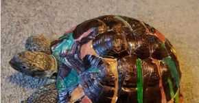 Após 9 meses, tartaruga é encontrada a 200 metros de casa
