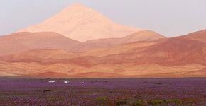 Veja o que acontece quando chove no deserto mais seco do mundo