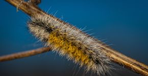 Foto: (Egor Kamelev/Pexels)