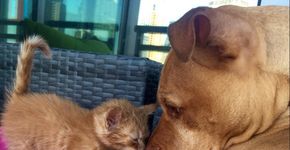 Pit bull que ama gatinhos acaba com qualquer preconceito contra a raça