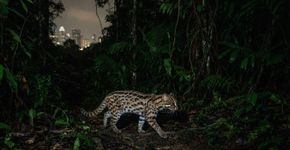 Após meses de rastreamento, voluntários encontraram 5 gatos-leopardo se reproduzindo na floresta de Changi, mas a construção do Terminal 5 está obrigando os felinos a deixar o habitat