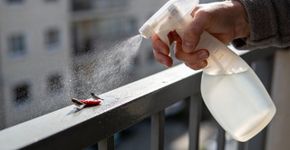 Eu usei esse spray de água com pimenta e os passarinhos pararam de sujar minha varanda sem se machucarem