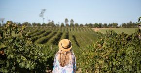 Cidades para degustar um bom vinho no interior de SP