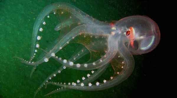Os polvos da família Vitreledonellidae são encontrados em águas tropicais e têm uma visão muito avançada.