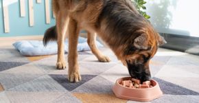 6 dicas para o cachorro comer mais devagar 
