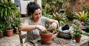 Na Holanda, para a orquídea durar anos: o macete não é o adubo, mas nunca deixar sem pedrinhas no fundo