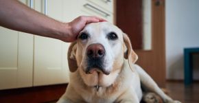 Foto: (Chalabala/istock)