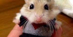 Estes 14 animais usando casacos vão te conquistar