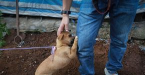 Filhote de cão pede carinho antes de ser morto e consumido em festival chinês
